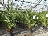 SONDERPREIS: Palme 100 - 130 cm, Phoenix canariensis, kanarische Dattelpalme, kräftige Palmen,...
