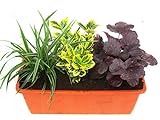 Immergrünes Balkonpflanzen-Set 3 winterharte Pflanzen für 40-50 cm Balkonkästen
