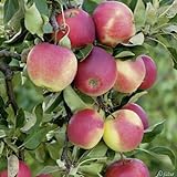 Apfel James Grieve - Malus - Winterhart - Fruchtreife August - Liefergröße circa 120cm als...