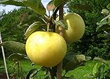 Apfelbaum groß alte Sorte Obst Baum Weißer Klarapfel Baum Busch - in Premium Baumschul Qualität,...