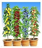 BALDUR Garten Säulen-Obst-Kollektion Birne, Kirsche, Pflaume & Apfel, 4 Pflanzen als Säule...