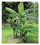 BALDUR Garten Winterharte Bananen 'grün', 1 Pflanze, Faserbanane Bananenbaum Musa basjoo...