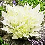 COOTO Garten Funkien Pflanze - Rhizome Weiße Hosta White Feather – Blumen Deko für Garten und...