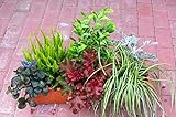 Immergrünes Balkonpflanzen-Set, 6 winterharte Pflanzen für 60 cm Balkonkasten
