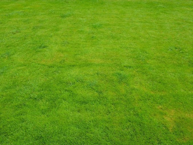 Rasenpflege - Tipps für einen gepflegten Rasen im ganzen Jahr